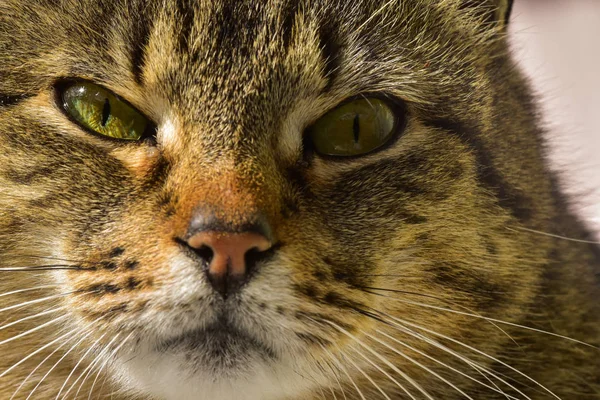 Portret Puszystego Kota Rasy Czystej — Zdjęcie stockowe