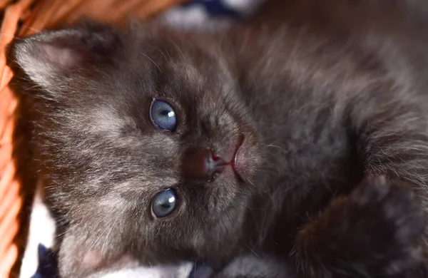 Portrait Fluffy Thoroughbred Kitten — Stock Photo, Image