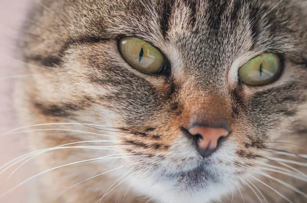 Portrait Fluffy Thoroughbred Cat — Stock Photo, Image