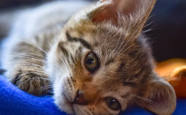 Porträt Eines Flauschigen Vollblutkätzchens — Stockfoto