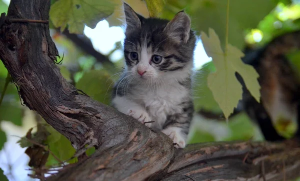 Portrait Fluffy Thoroughbred Kitten — Stock Photo, Image