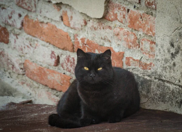 Porträt Einer Flauschigen Vollblutkatze — Stockfoto