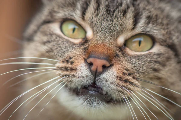 Portret Puszystego Kota Rasy Czystej — Zdjęcie stockowe