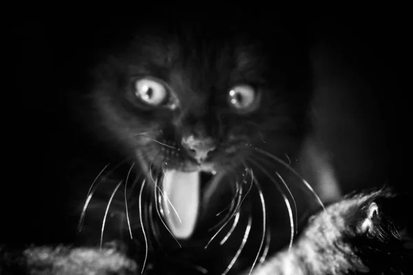 Retrato Gatito Pura Sangre Esponjosa —  Fotos de Stock