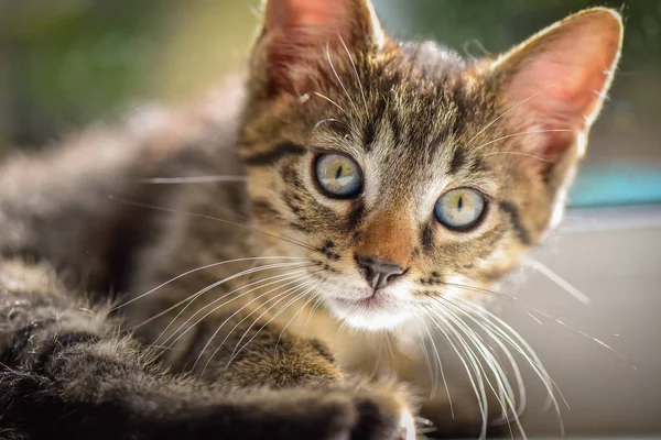 Portrait Fluffy Thoroughbred Kitten — Stock Photo, Image