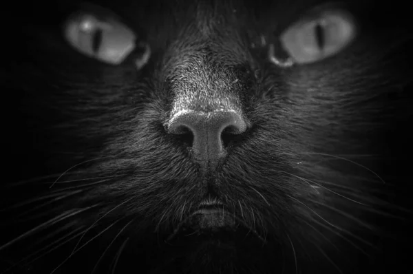 Kabarık bir safkan kedi portresi