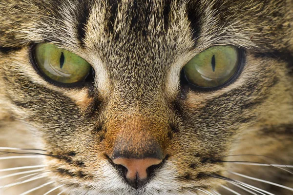 Портрет Пушистой Чистокровной Кошки — стоковое фото
