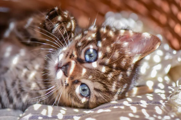 Porträt Eines Flauschigen Vollblutkätzchens — Stockfoto