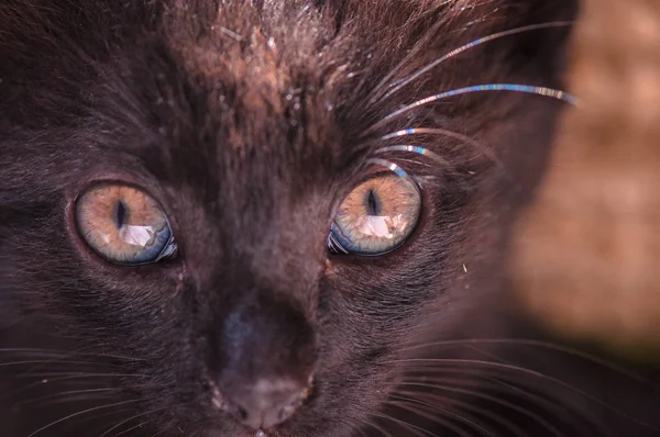 Retrato Gatinho Puro Sangue Fofo — Fotografia de Stock