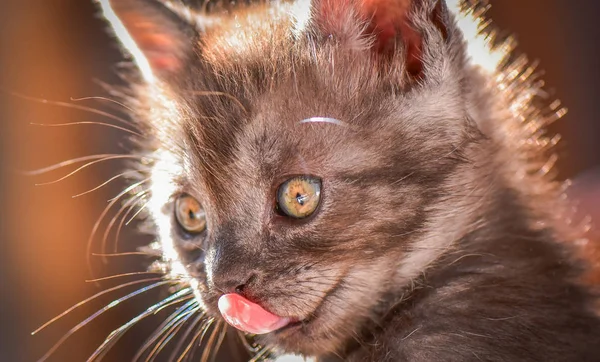 Portrait Chaton Pur Sang Moelleux — Photo