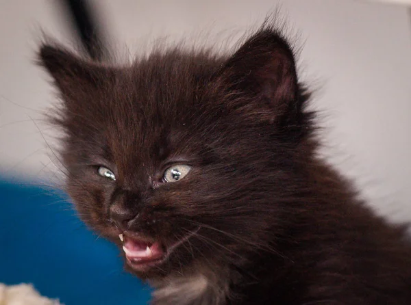 Portrait Fluffy Thoroughbred Kitten — Stock Photo, Image