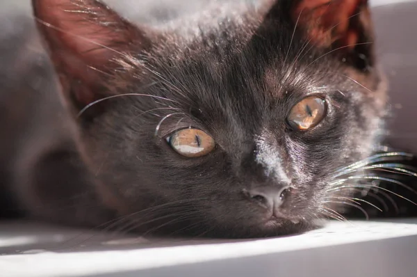 Retrato Gatinho Puro Sangue Fofo — Fotografia de Stock