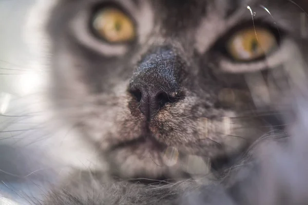 Portret Puszystego Rasowego Kociaka — Zdjęcie stockowe