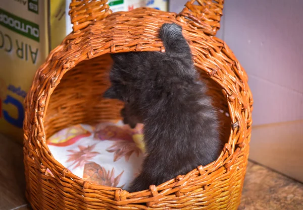 Kabarık Safkan Bir Kedi Yavrusu Portresi — Stok fotoğraf