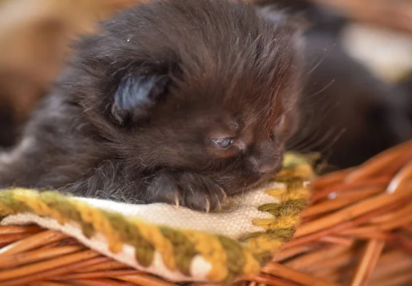 Portrait Fluffy Thoroughbred Kitten — Stock Photo, Image