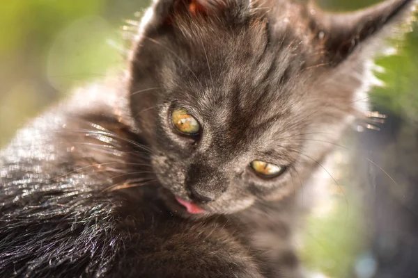 Kabarık Safkan Bir Kedi Yavrusu Portresi — Stok fotoğraf