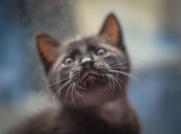 Retrato Gatinho Puro Sangue Fofo — Fotografia de Stock