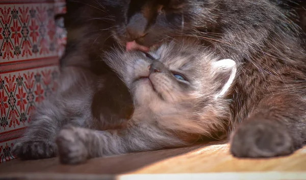 Portret Van Een Pluizig Volbloed Kitten — Stockfoto