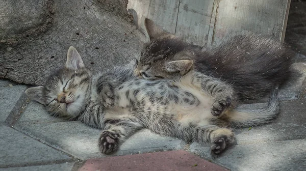 Porträt Eines Flauschigen Vollblutkätzchens — Stockfoto