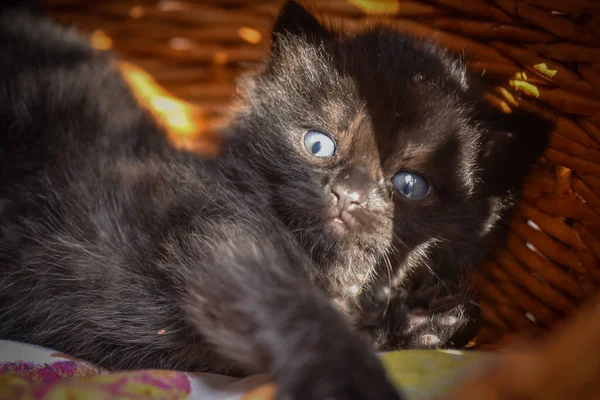 Portrait Fluffy Thoroughbred Kitten — Stock Photo, Image