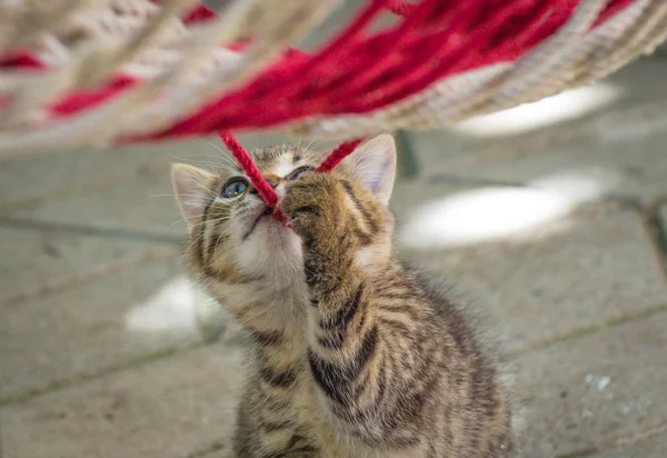 Portrait Fluffy Thoroughbred Kitten — Stock Photo, Image