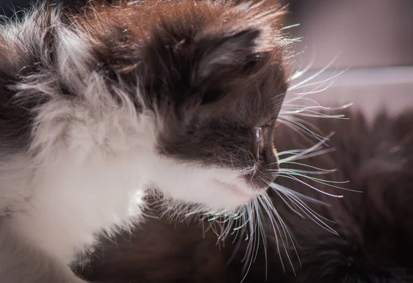 Portret Van Een Pluizig Volbloed Kitten — Stockfoto