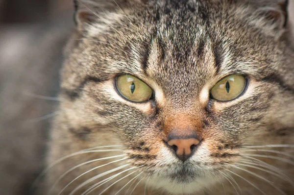 Portret Puszystego Kota Rasy Czystej — Zdjęcie stockowe