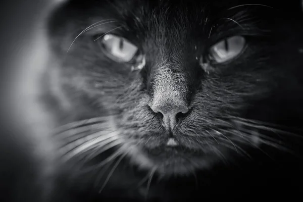 Portrait Fluffy Thoroughbred Cat — Stock Photo, Image