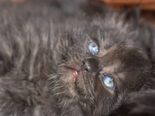 Portrait Fluffy Thoroughbred Kitten — Stock Photo, Image