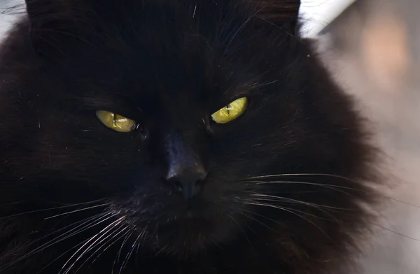 Retrato Gato Puro Sangue Fofo — Fotografia de Stock