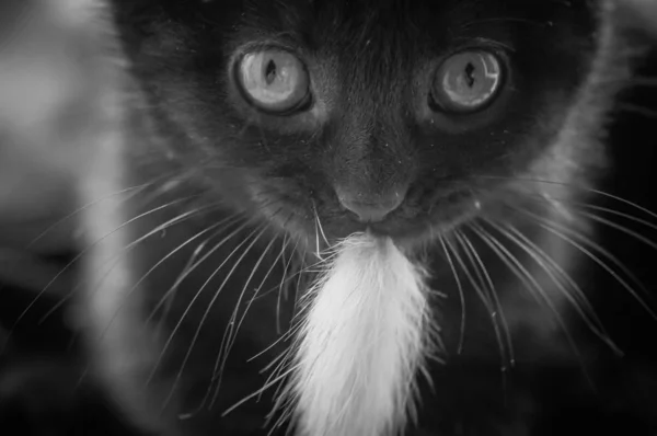 Πορτρέτο Ενός Αφράτο Καθαρόαιμο Γατάκι — Φωτογραφία Αρχείου