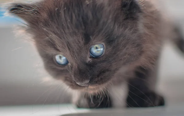 Portrait Fluffy Thoroughbred Kitten — Stock Photo, Image