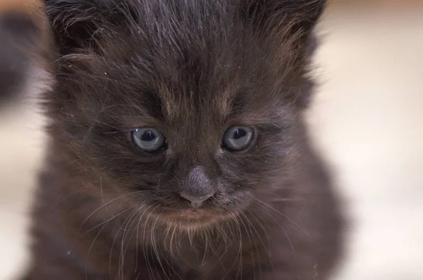 Portrait Fluffy Thoroughbred Kitten — Stock Photo, Image