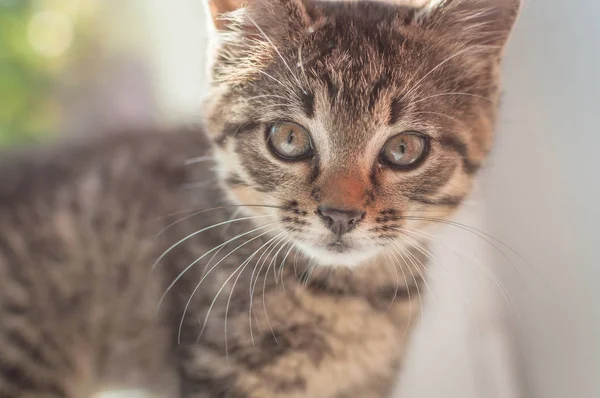 Portrait Fluffy Thoroughbred Kitten — Stock Photo, Image