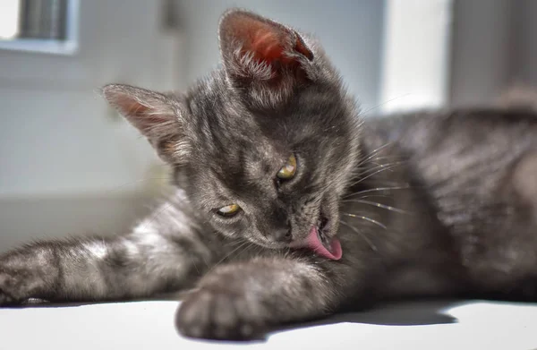 Portrait Fluffy Thoroughbred Kitten — Stock Photo, Image