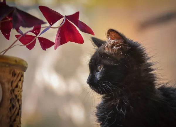 Portrait Fluffy Thoroughbred Kitten — Stock Photo, Image