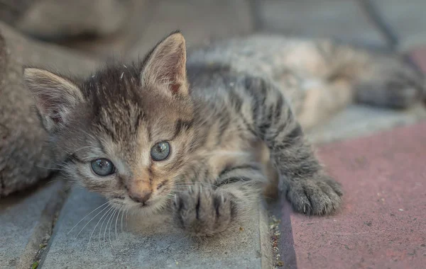 Retrato Gatinho Puro Sangue Fofo — Fotografia de Stock