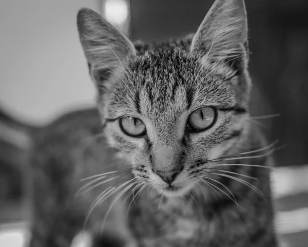 Portrait Fluffy Thoroughbred Kitten — Stock Photo, Image