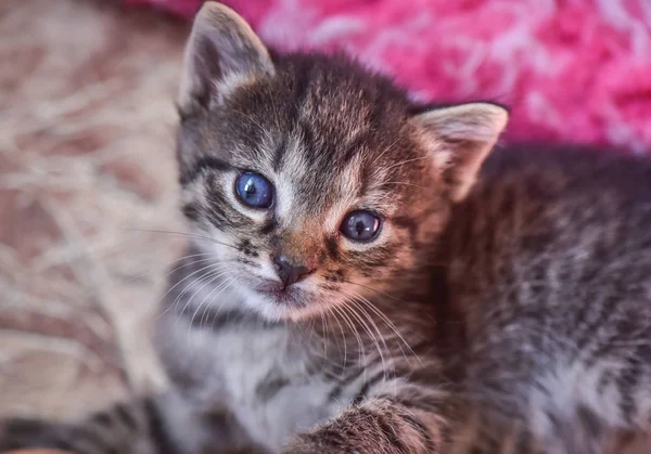 Retrato Gatinho Puro Sangue Fofo — Fotografia de Stock