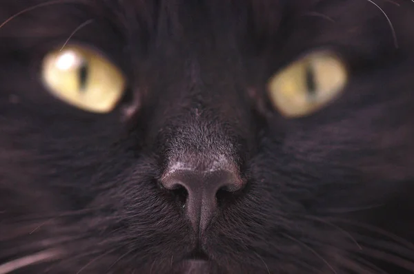 Retrato Gato Puro Sangue Fofo — Fotografia de Stock