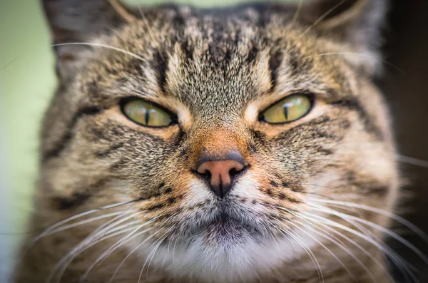 Portrait Fluffy Thoroughbred Cat — Stock Photo, Image