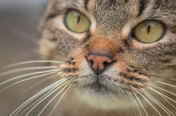 Portret Puszystego Kota Rasy Czystej — Zdjęcie stockowe