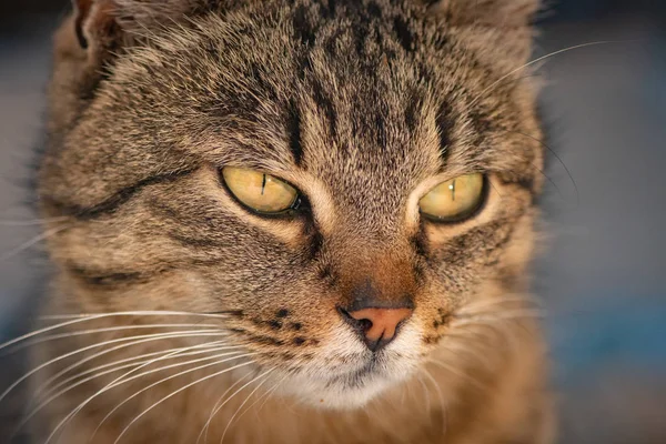 Portret Puszystego Kota Rasy Czystej — Zdjęcie stockowe