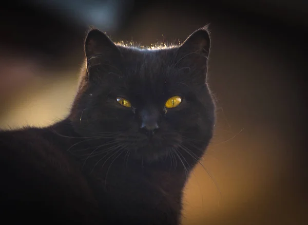 Porträt Einer Flauschigen Vollblutkatze — Stockfoto