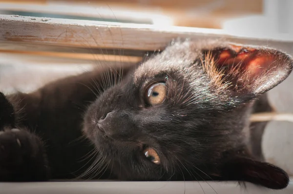 Portrait Fluffy Thoroughbred Kitten — Stock Photo, Image