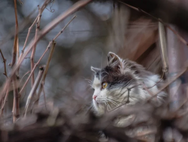 Portrait Fluffy Thoroughbred Cat — Stock Photo, Image