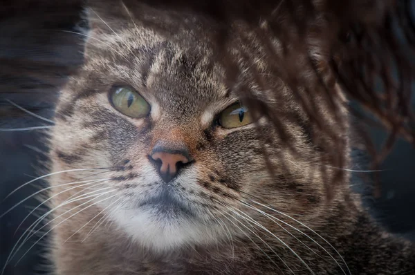 Porträt Einer Flauschigen Vollblutkatze — Stockfoto