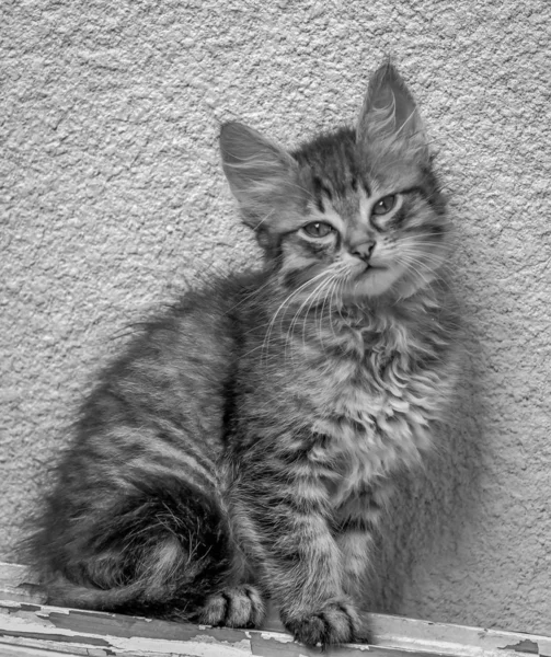 Portrait Chaton Pur Sang Moelleux — Photo