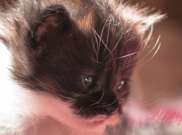 一只蓬松的纯种小猫的肖像 — 图库照片