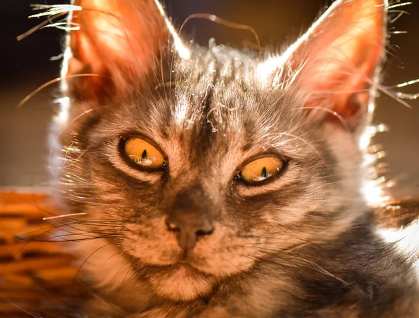 Πορτρέτο Ενός Αφράτο Καθαρόαιμο Γατάκι — Φωτογραφία Αρχείου